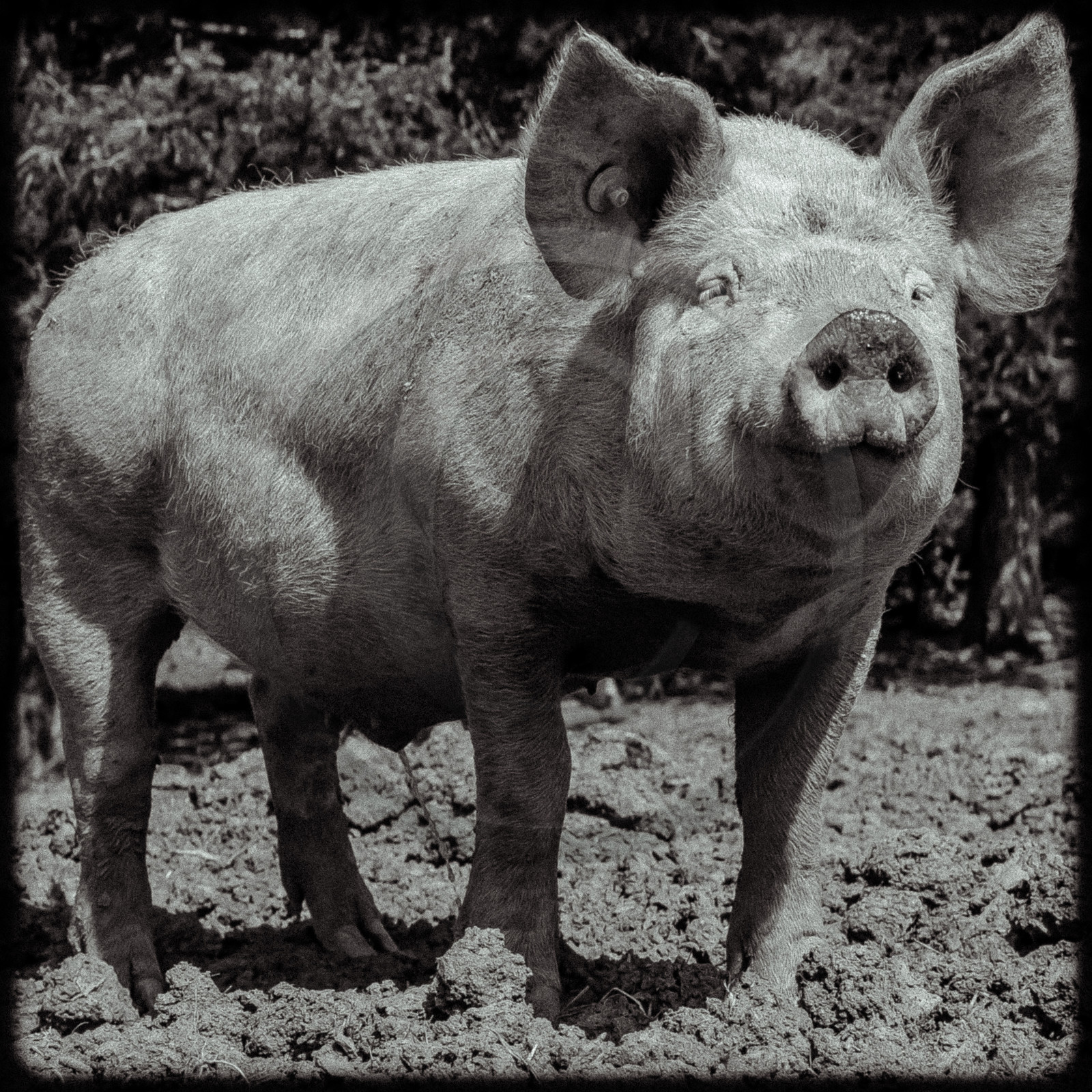 Portraits des animaux de la ferme