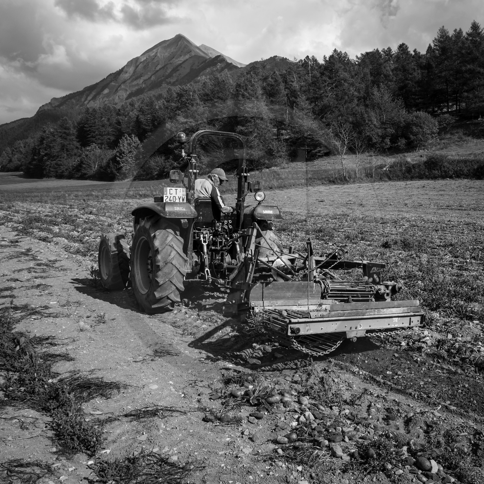La récolte des pommes de terre