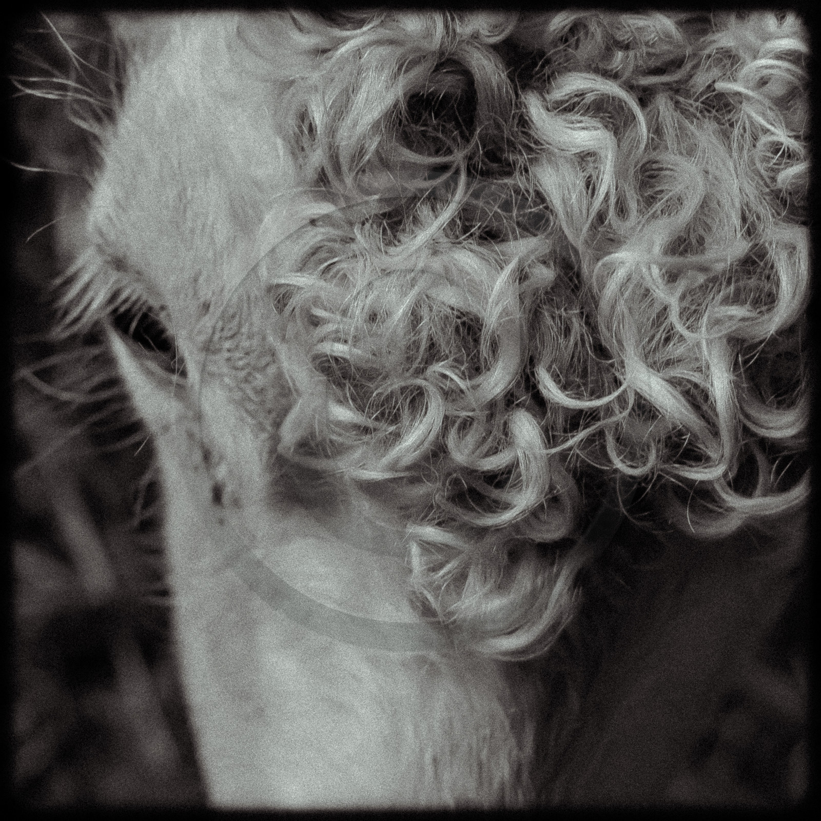 Portraits des animaux de la ferme