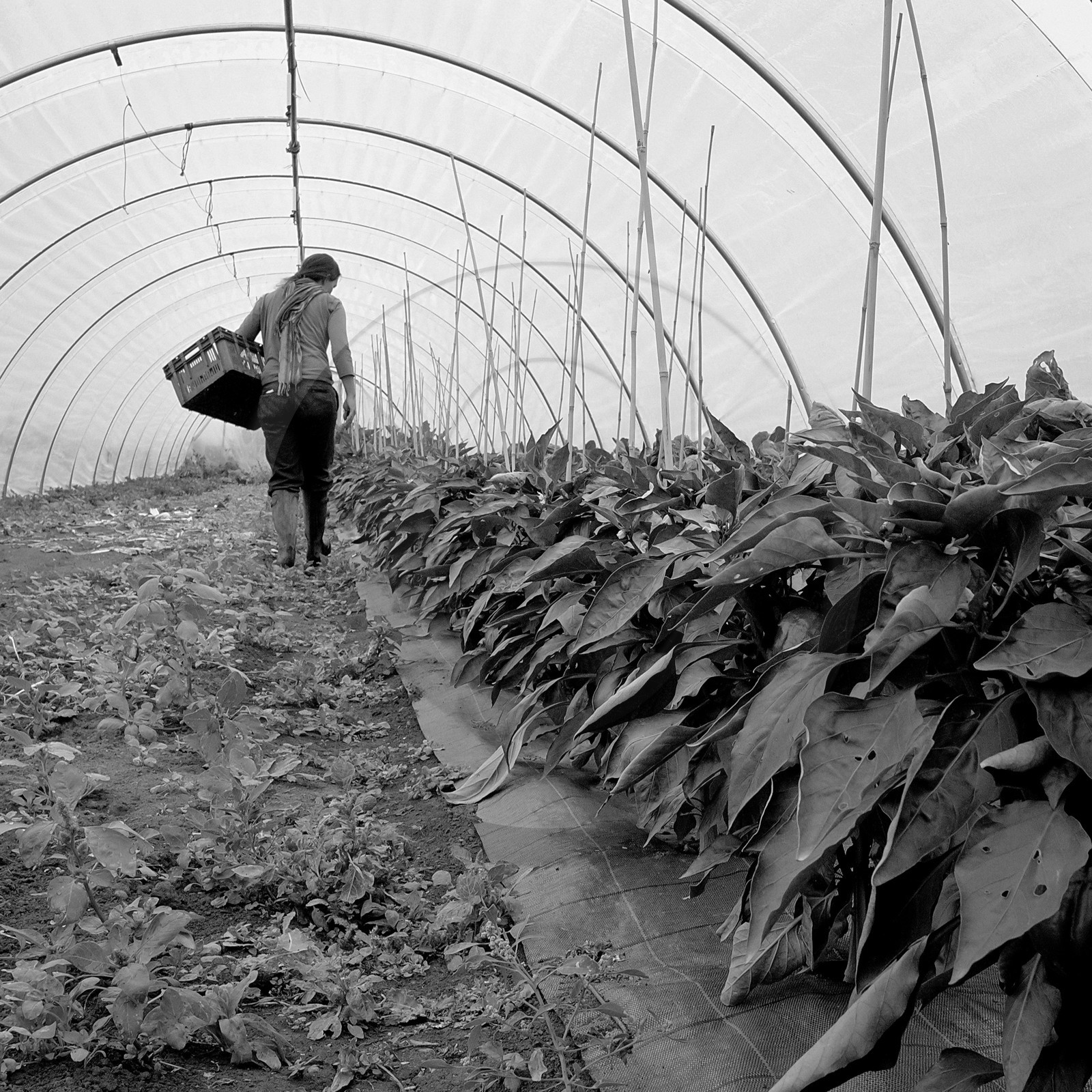 Sophie Jaussaud, maraichère à Ancelle Sophie Jaussaud, maraichère à Ancelle