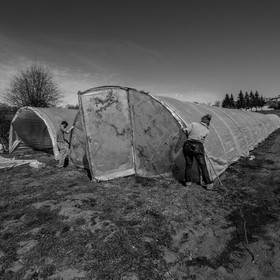 Montage de serres tunnel