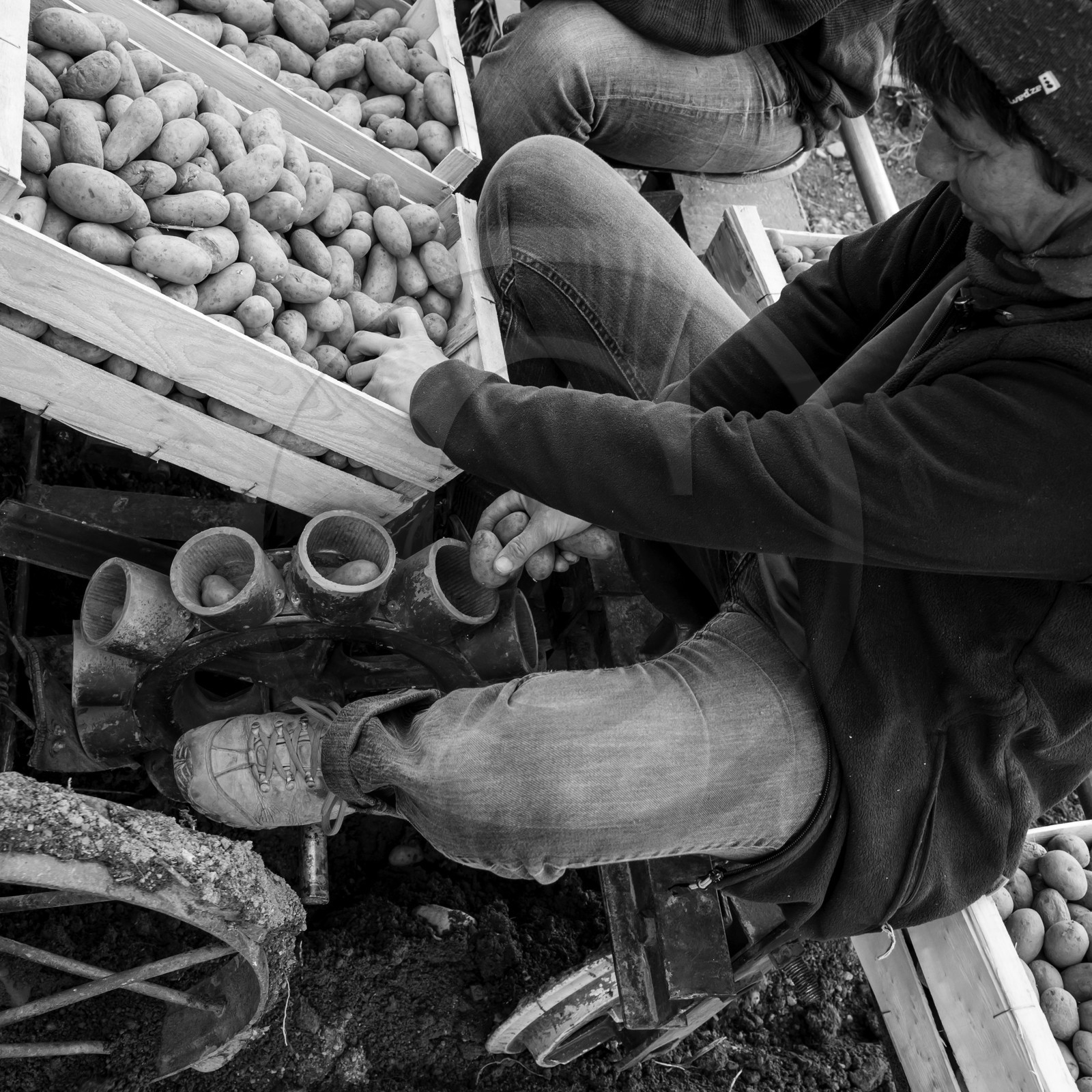 La plantation des pommes de terre