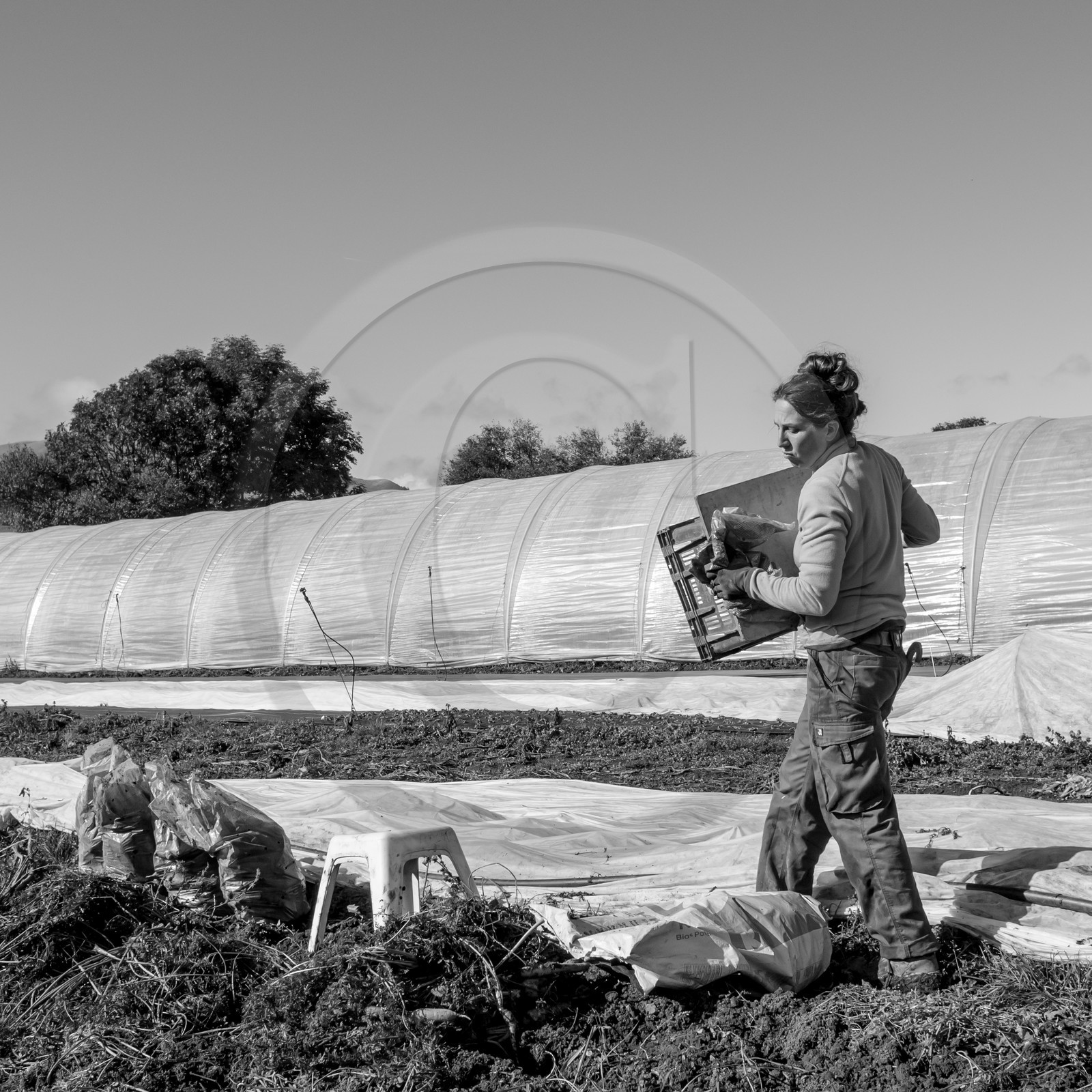 La récolte des carottes