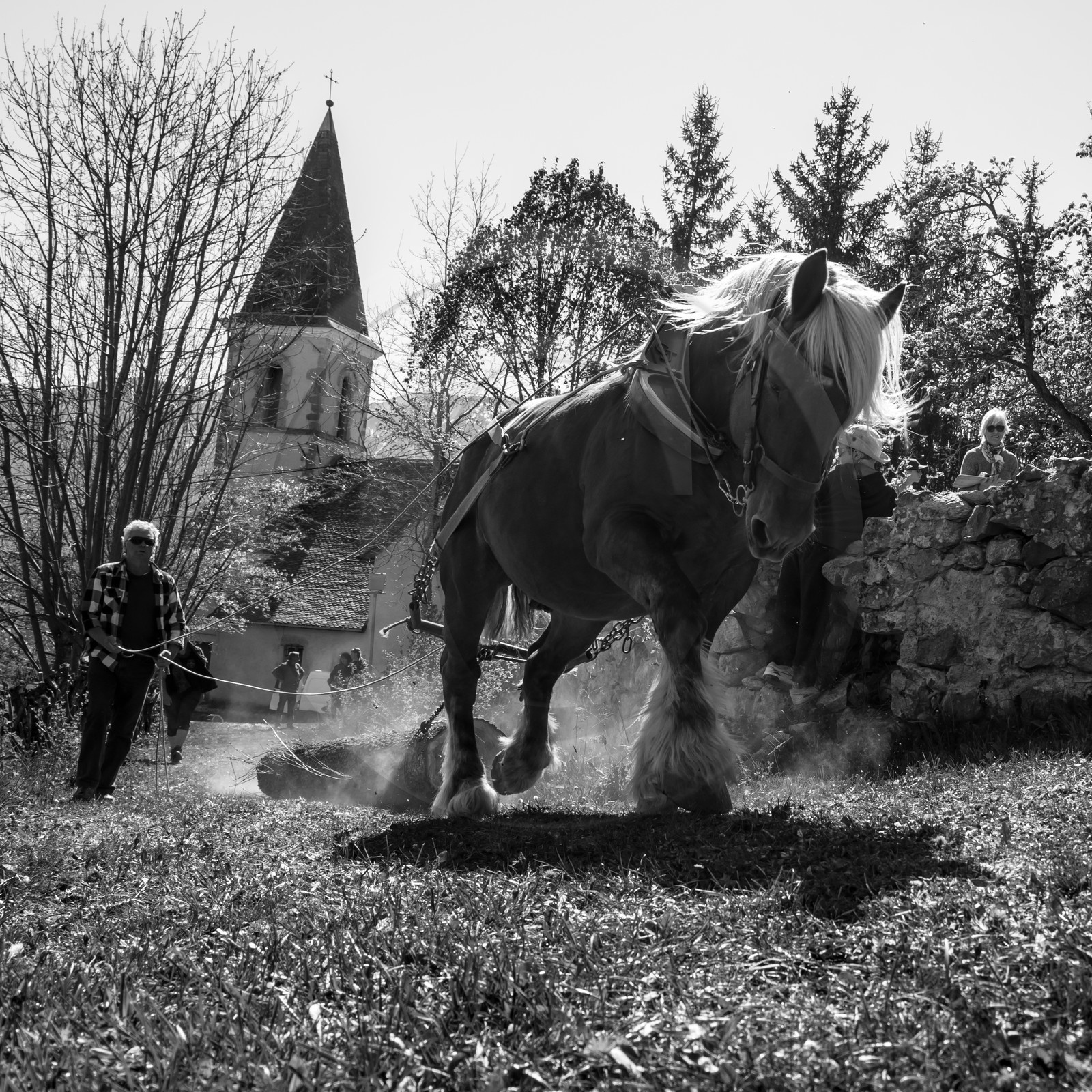 Débardage avec un cheval - 17 04 17