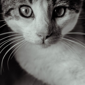 Portraits de Chats