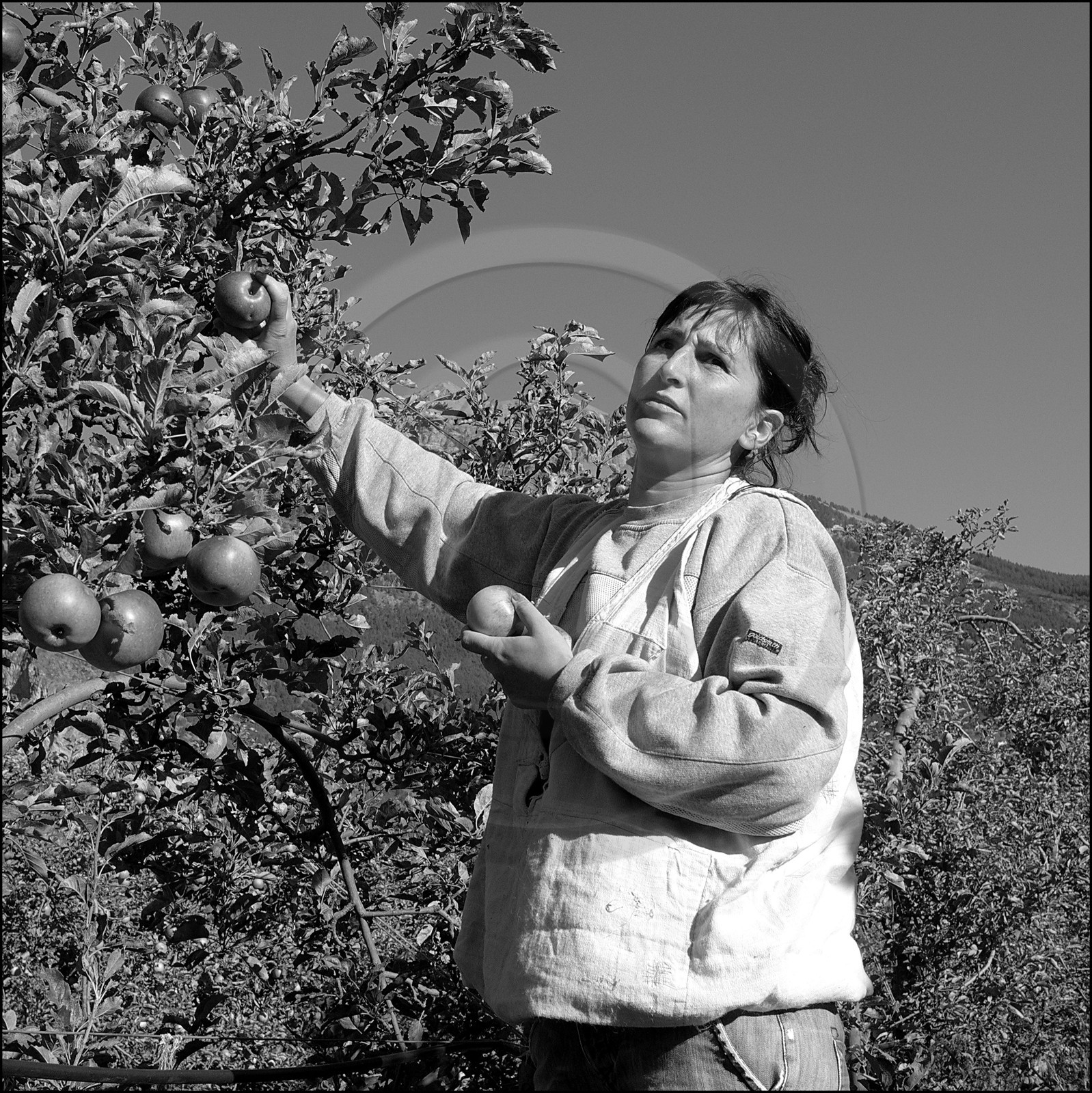 La récolte des pommes La récolte des pommes