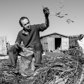 La récolte des carottes