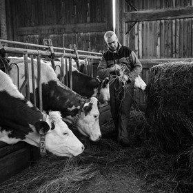 Les soins aux vaches