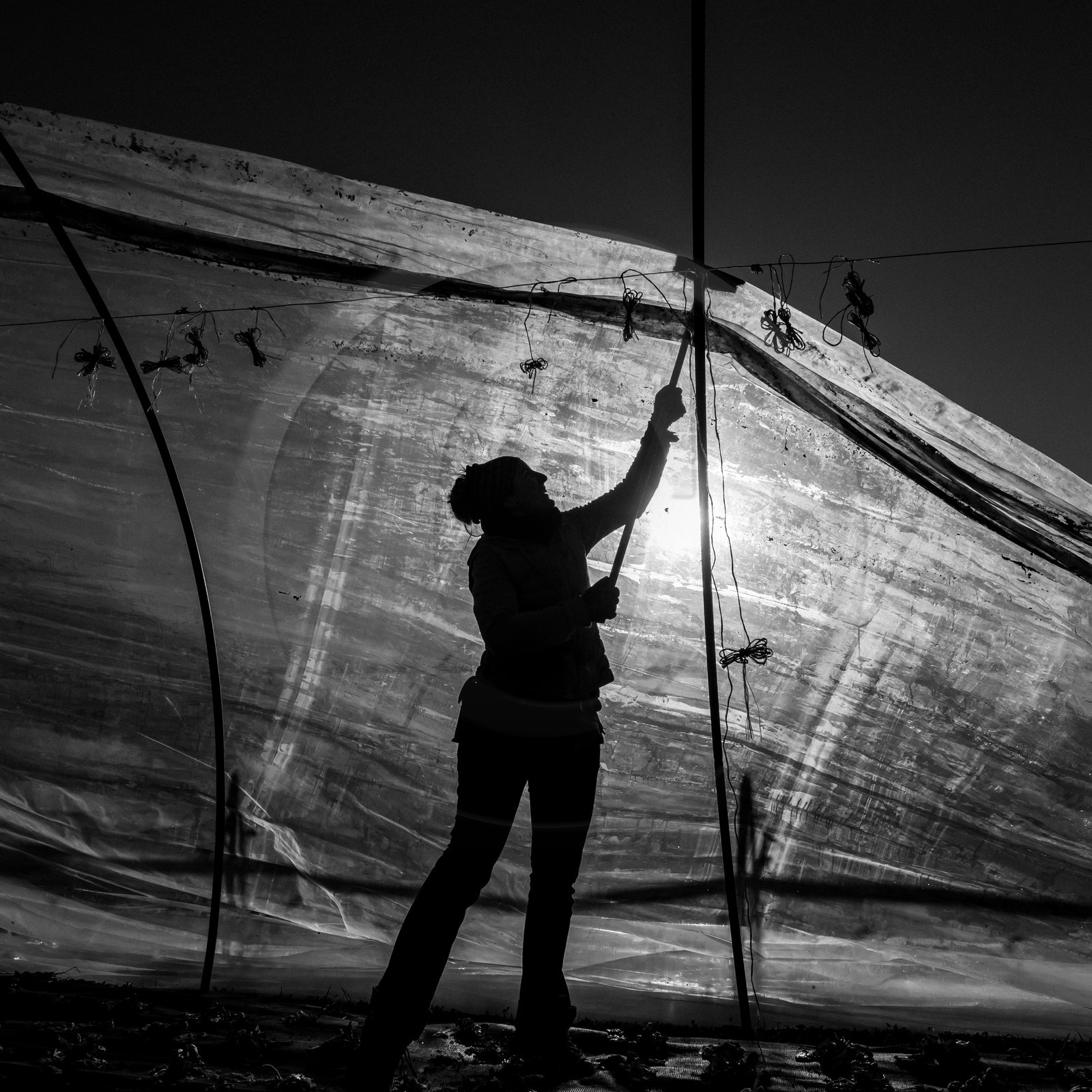 Montage de serres tunnel