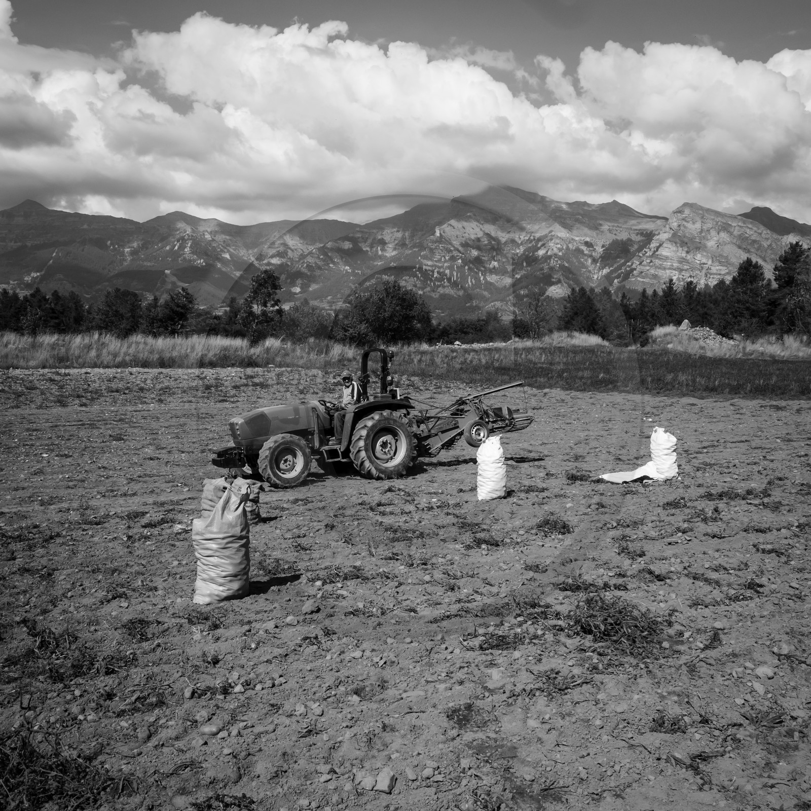 La récolte des pommes de terre