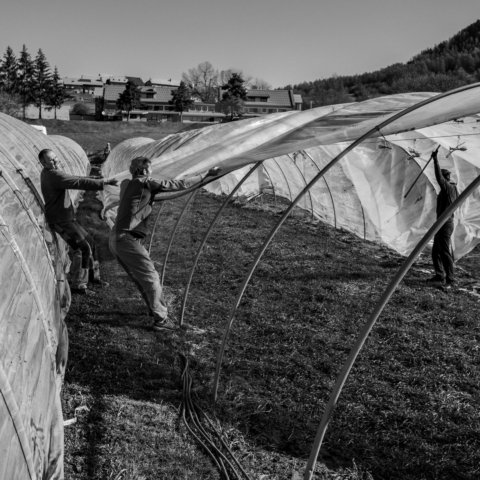 Montage de serres tunnel