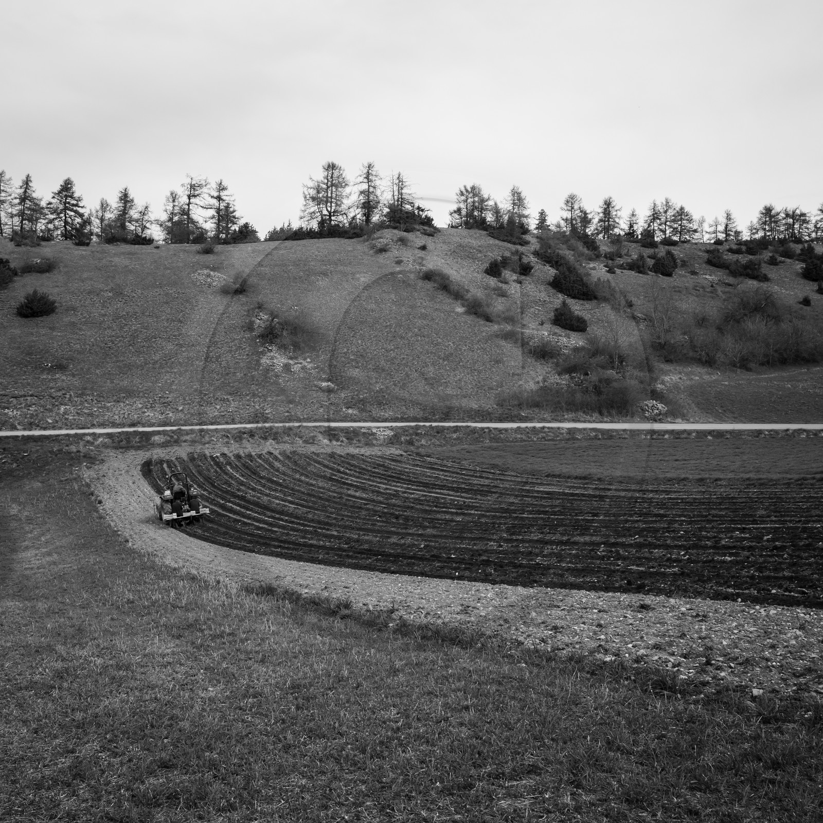 La plantation des pommes de terre