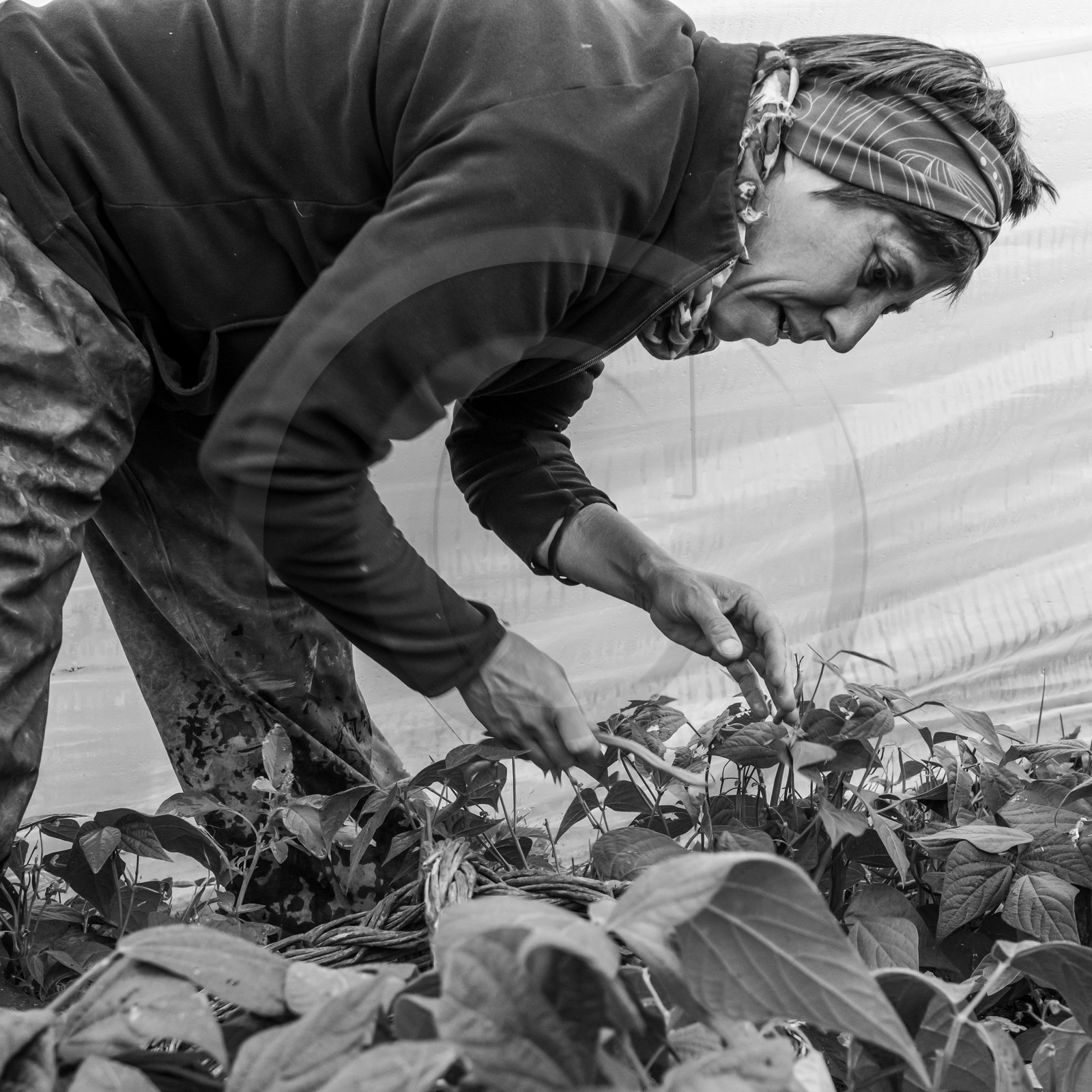 Maraichage biologique dans le Champsaur