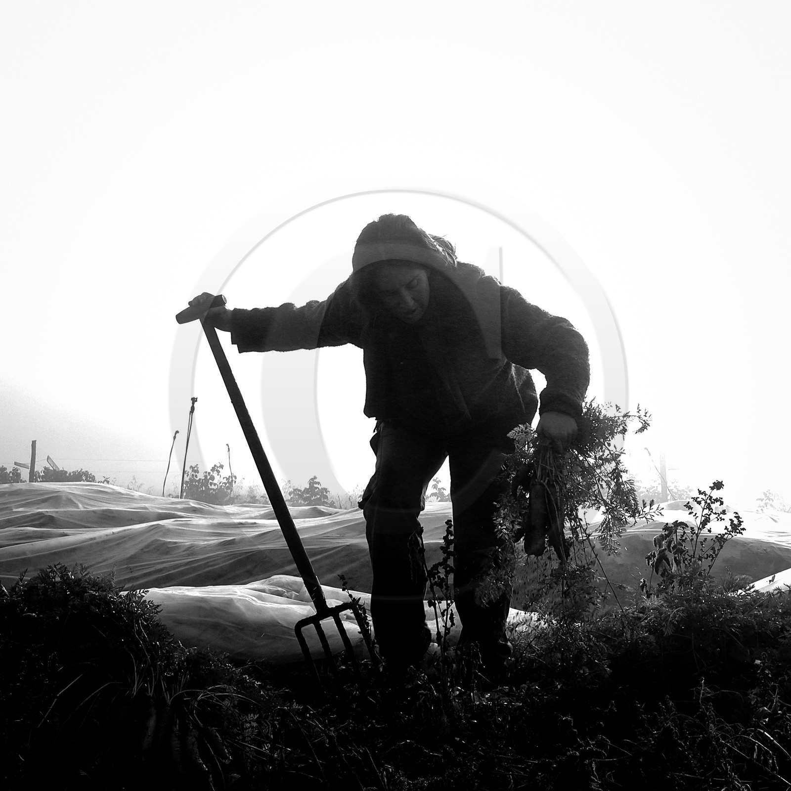 Sophie Jaussaud, maraichère à Ancelle Sophie Jaussaud, maraichère à Ancelle