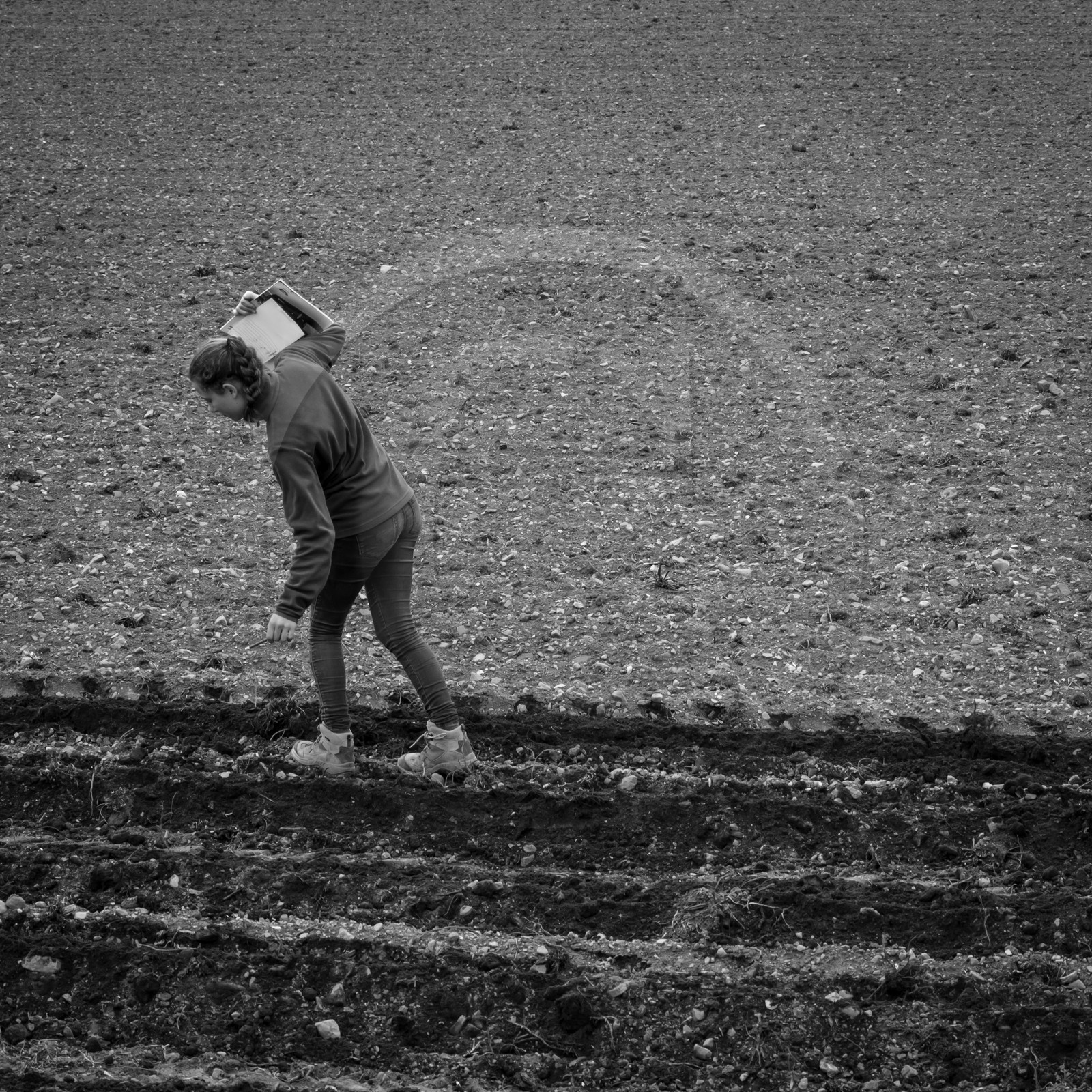 La plantation des pommes de terre