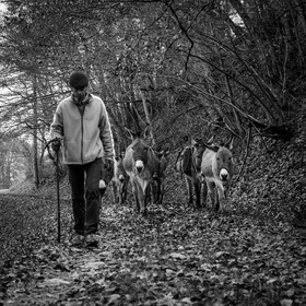 La transhumance des ânes
