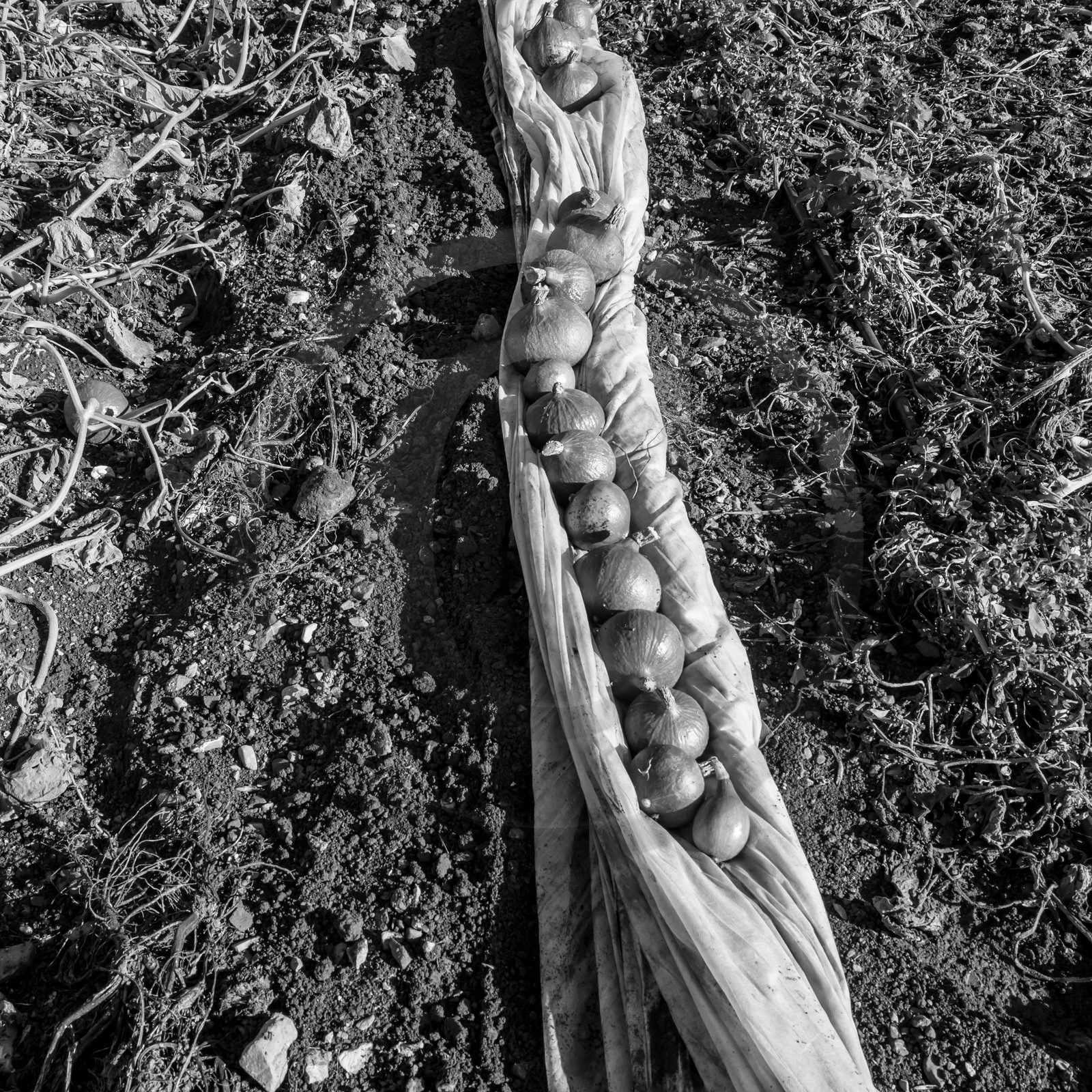 La récolte des courges