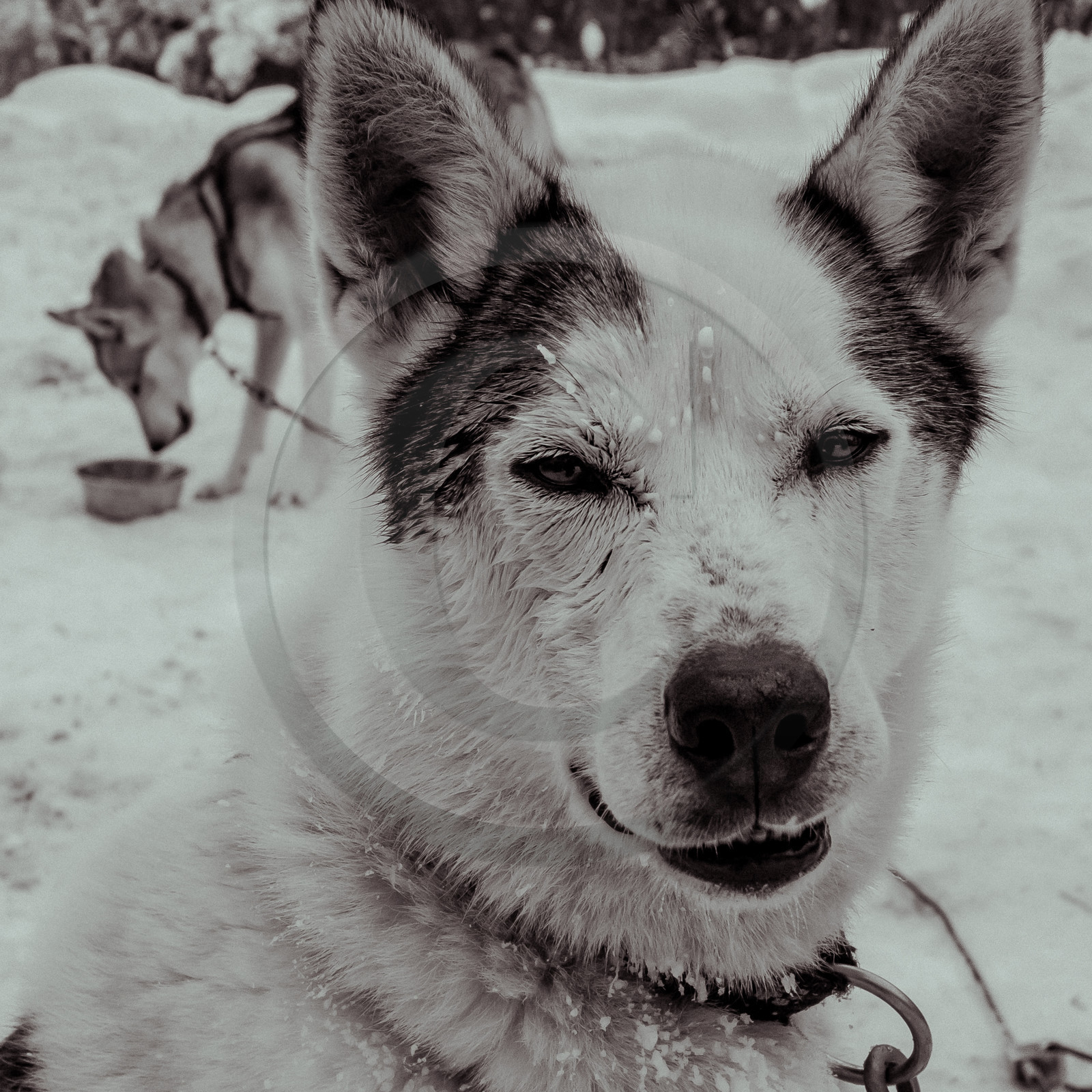 La Valgaude Traineau 2015