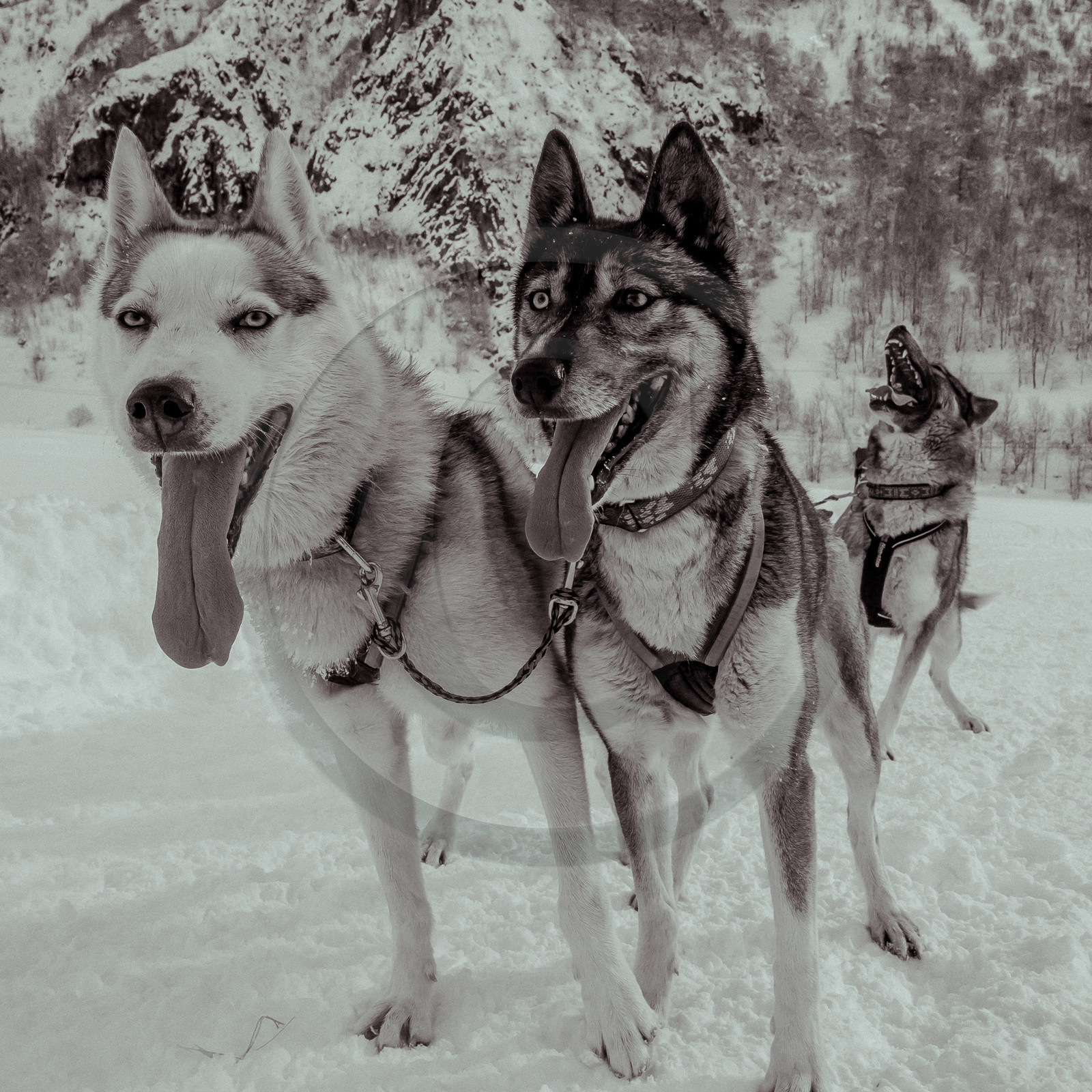 La Valgaude Traineau 2015