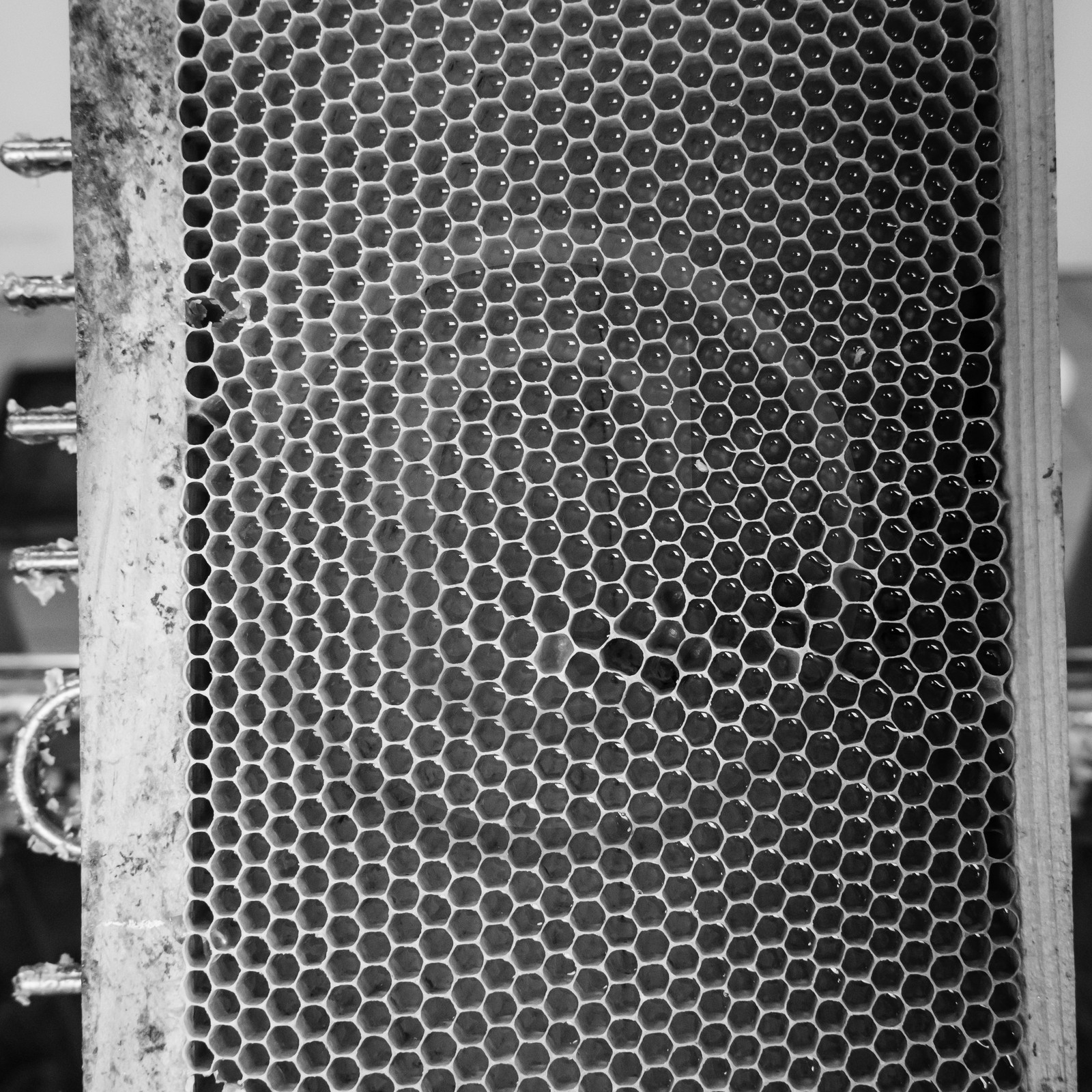 L'extraction du miel