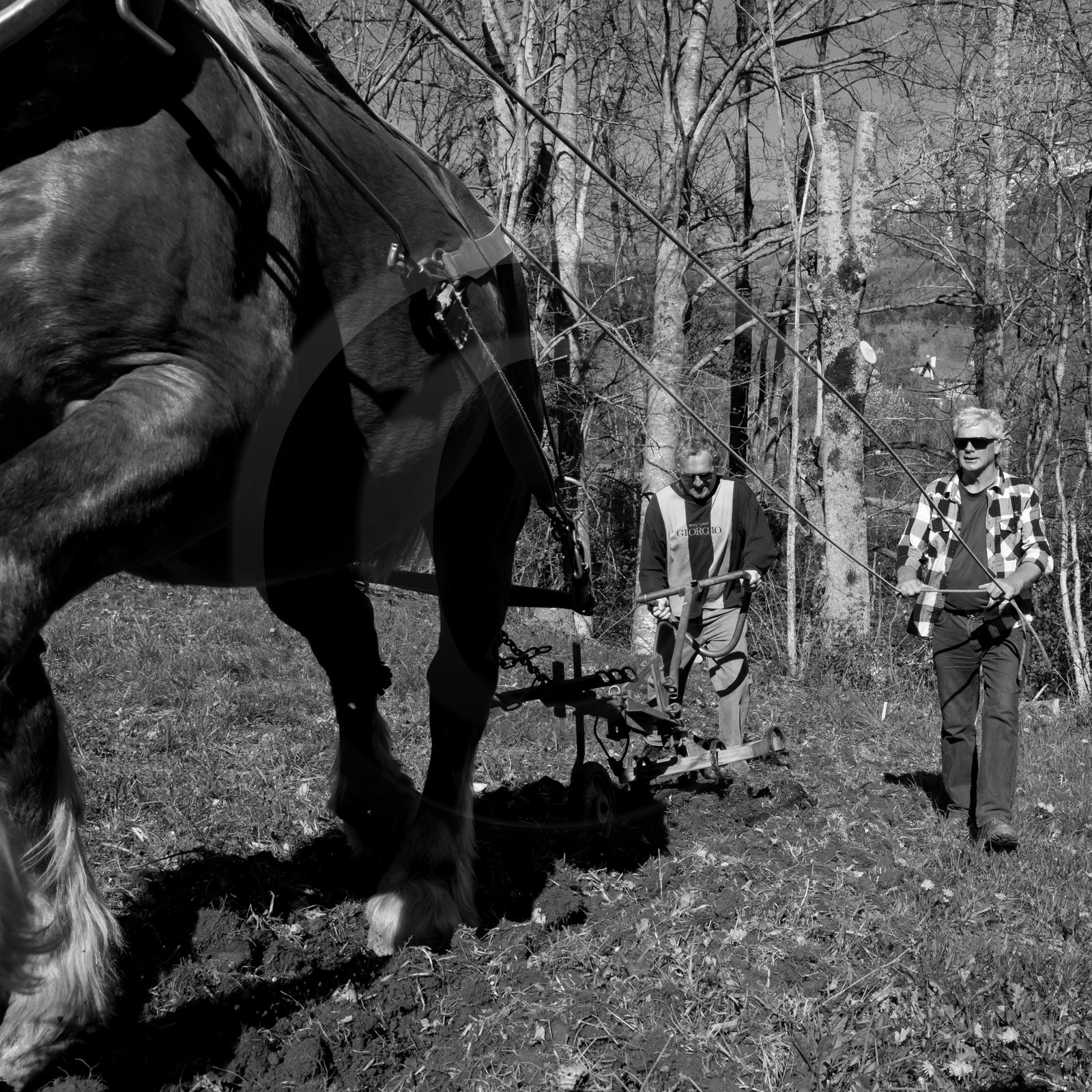 Labour avec un cheval - 17 04 17