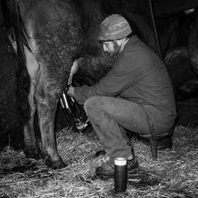 La traite des vaches