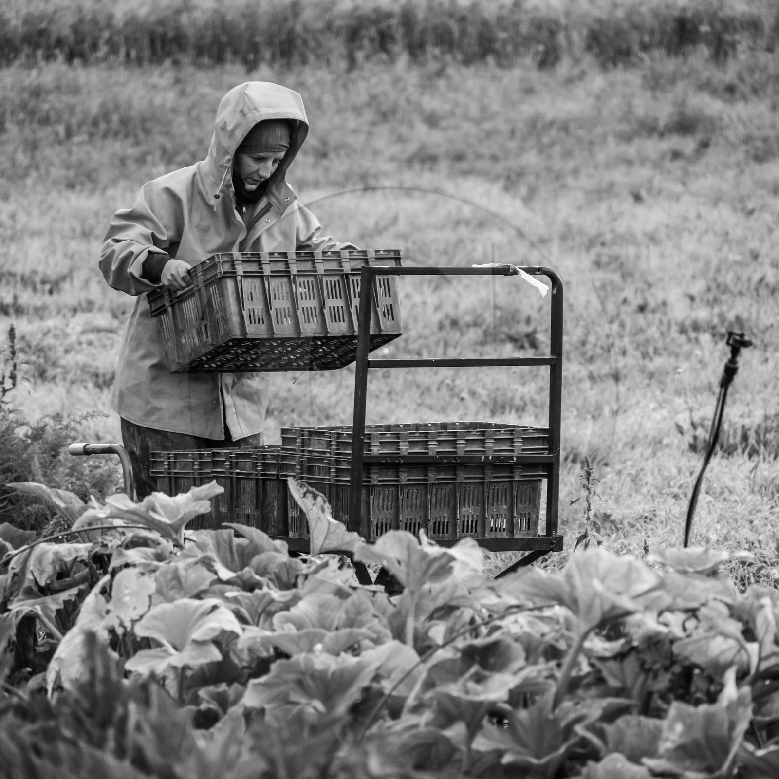 Maraichage biologique dans le Champsaur