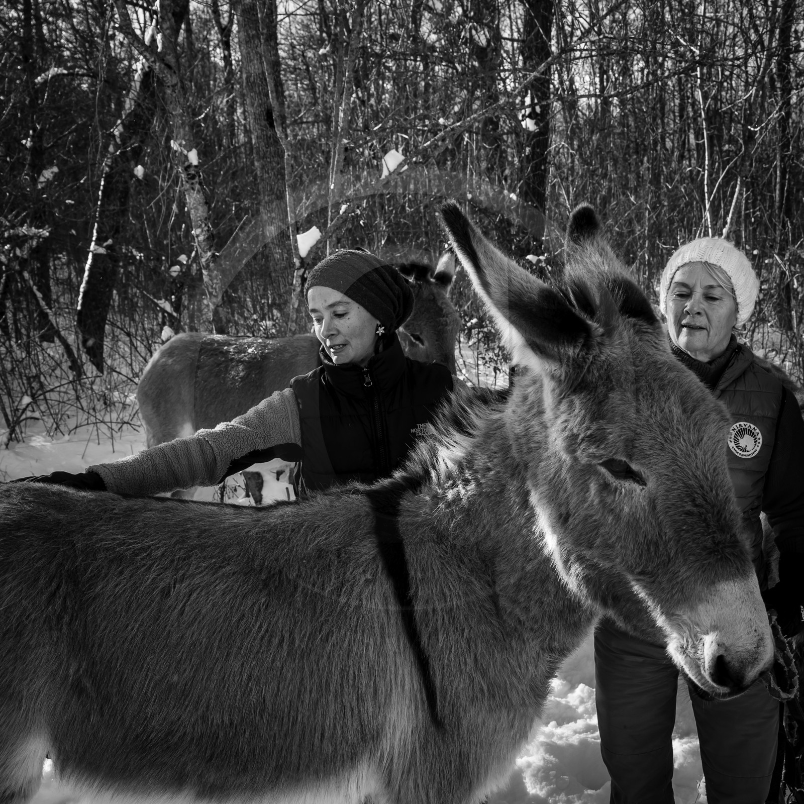 Les ânes dans la neige