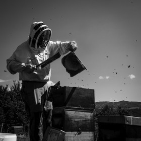 La récolte du miel
