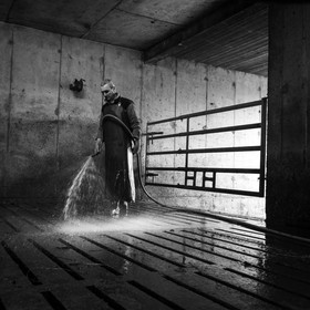 La traite des vaches