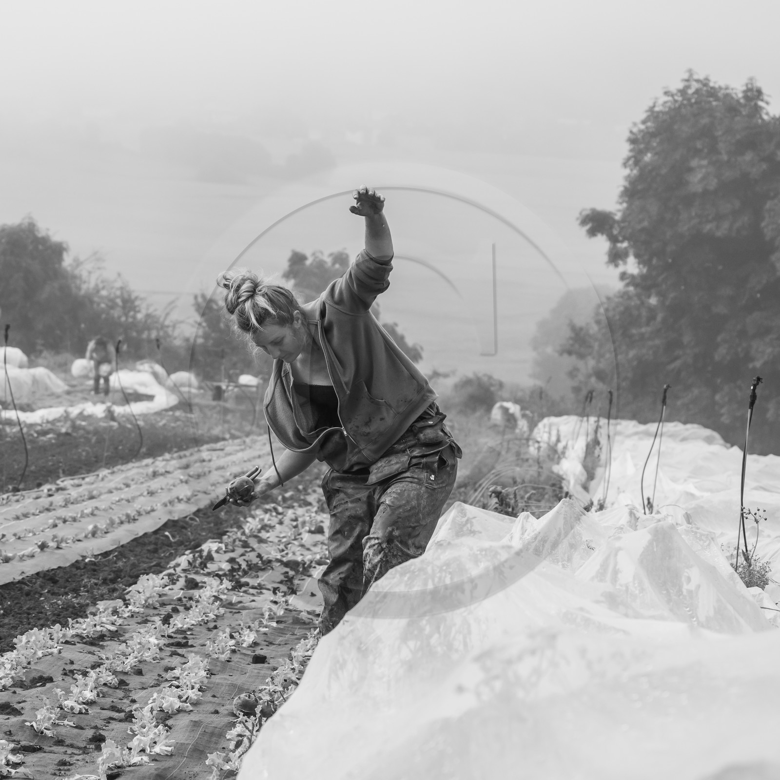 Maraichage biologique dans le Champsaur