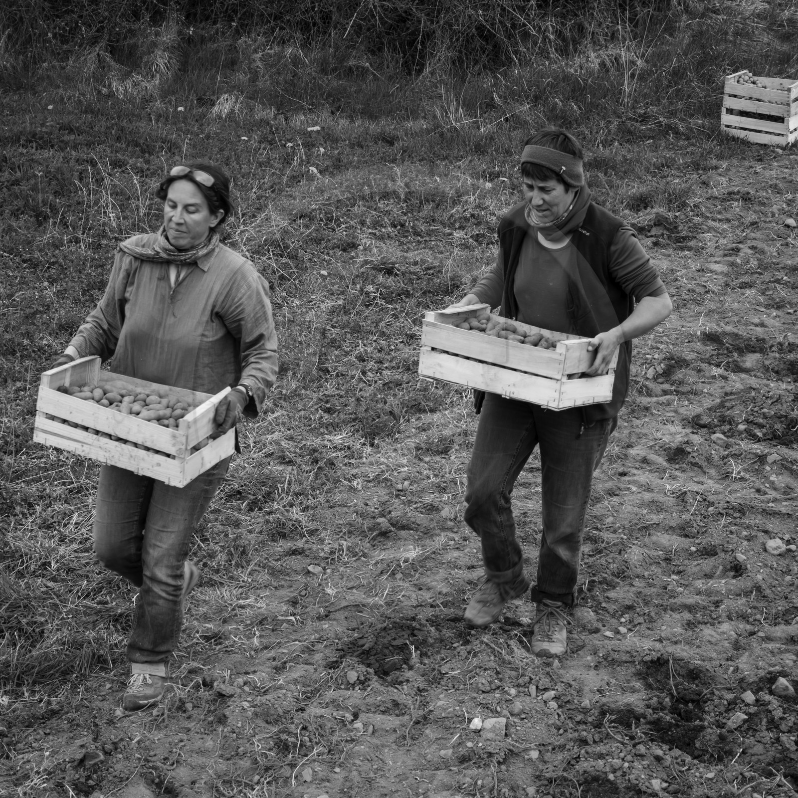 La plantation des pommes de terre