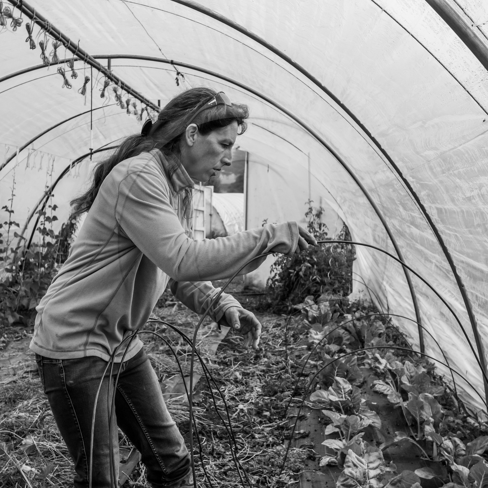 Maraichage biologique dans le Champsaur