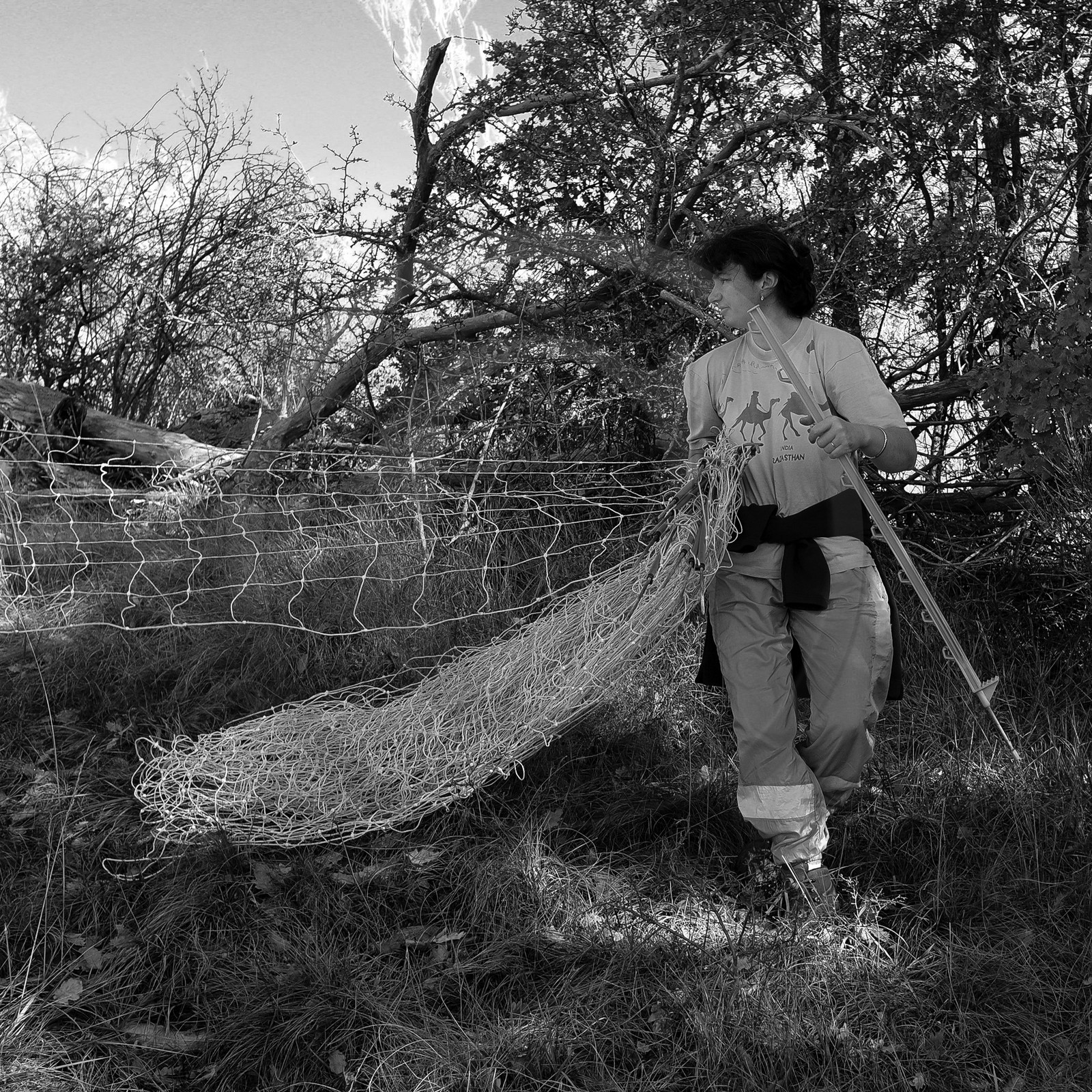 Des moutons et des parcs