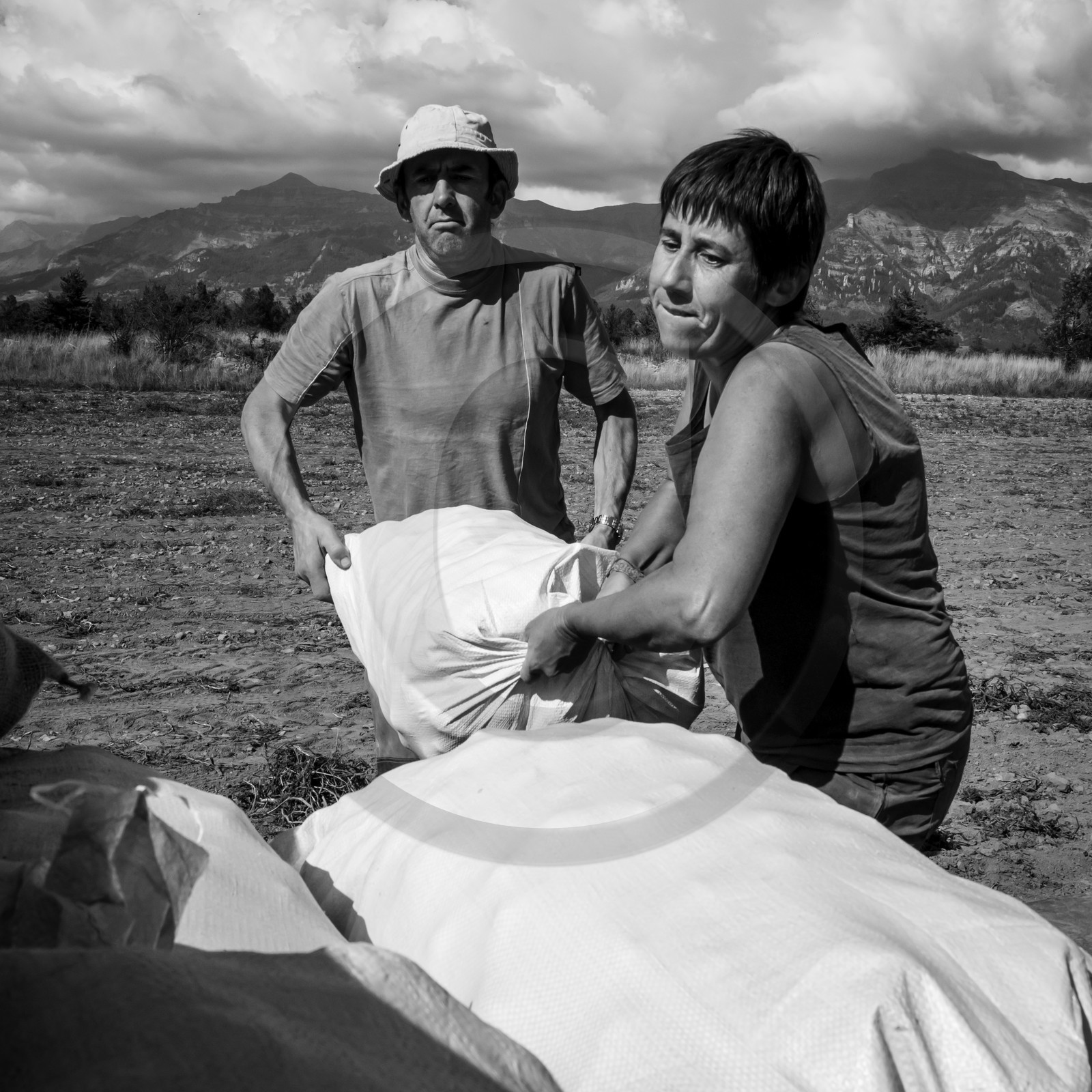 La récolte des pommes de terre