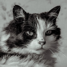 Portraits de Chats