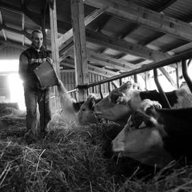 Les soins aux vaches