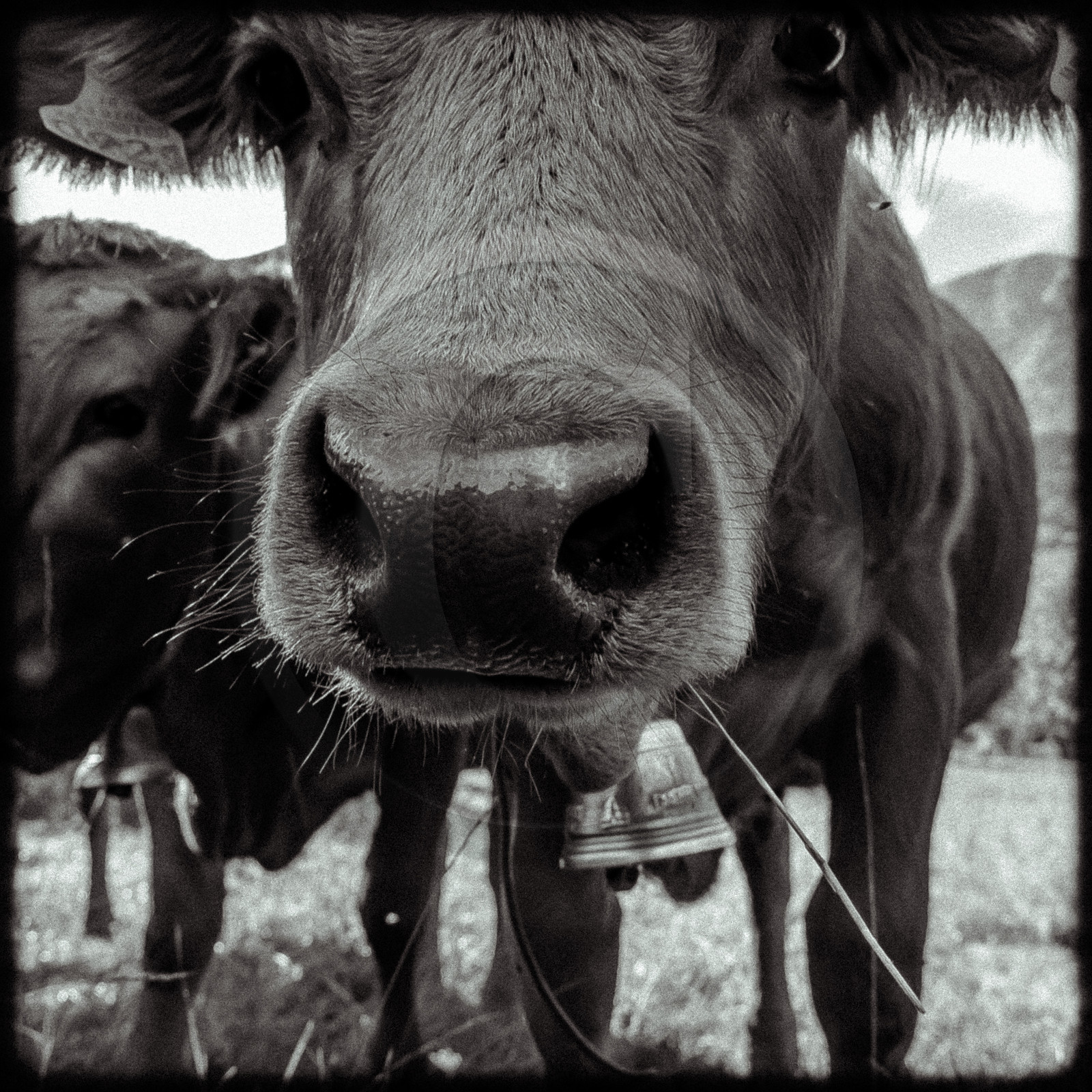 Portraits des animaux de la ferme