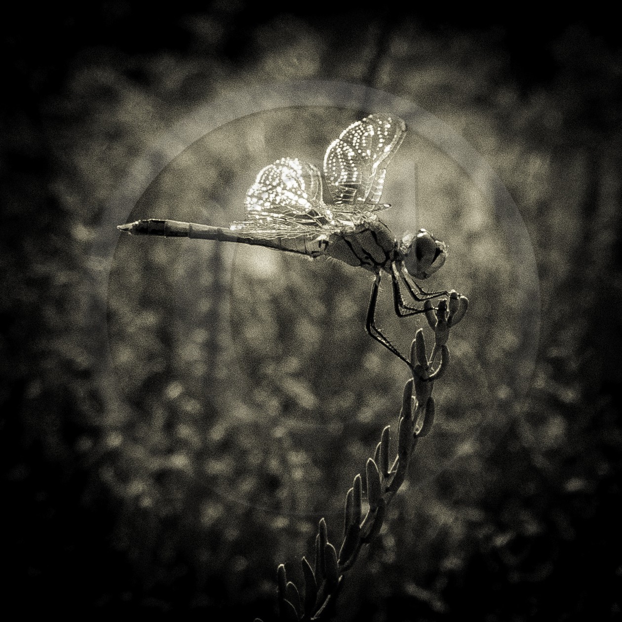 Portrait de libellule