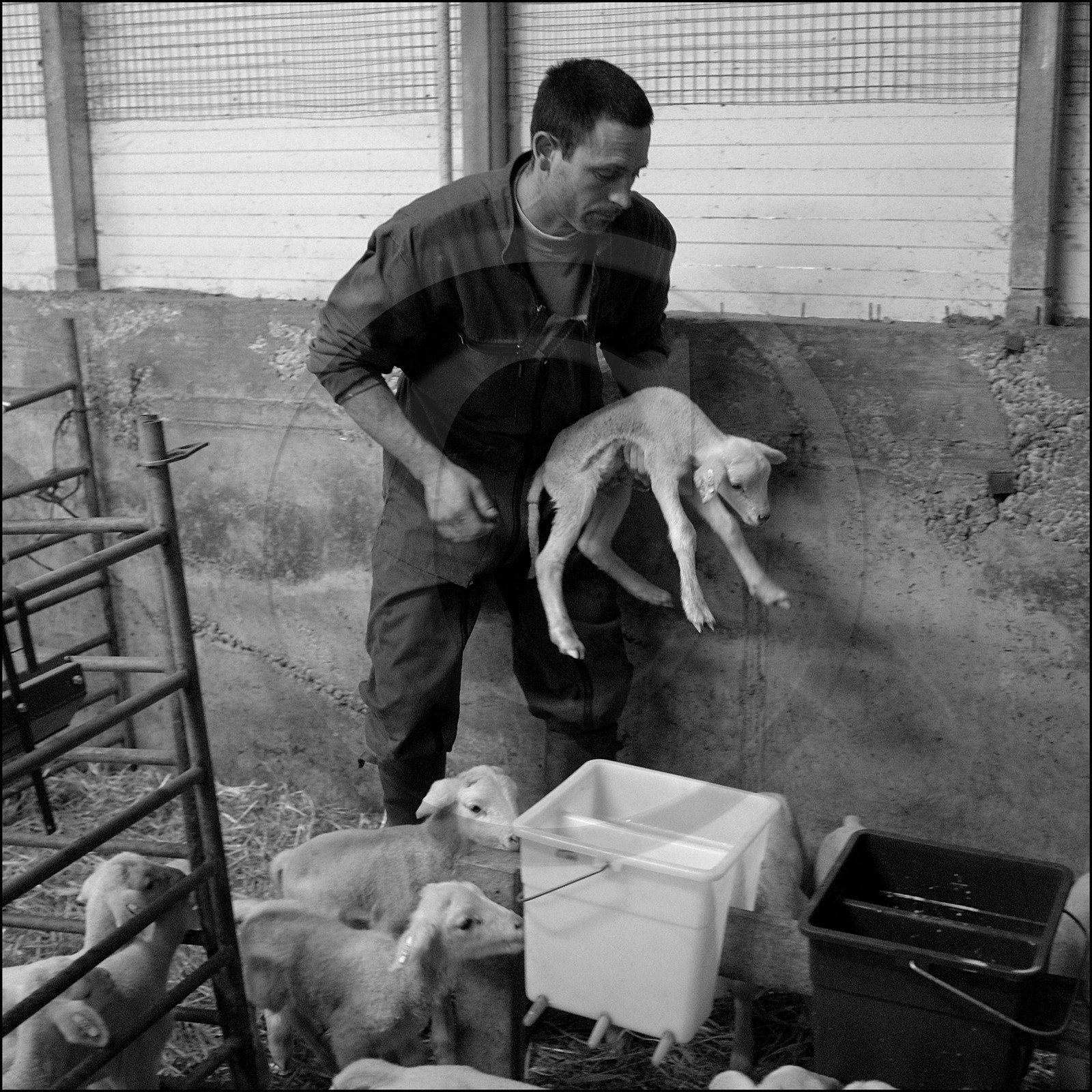 Elevage brebis laitières