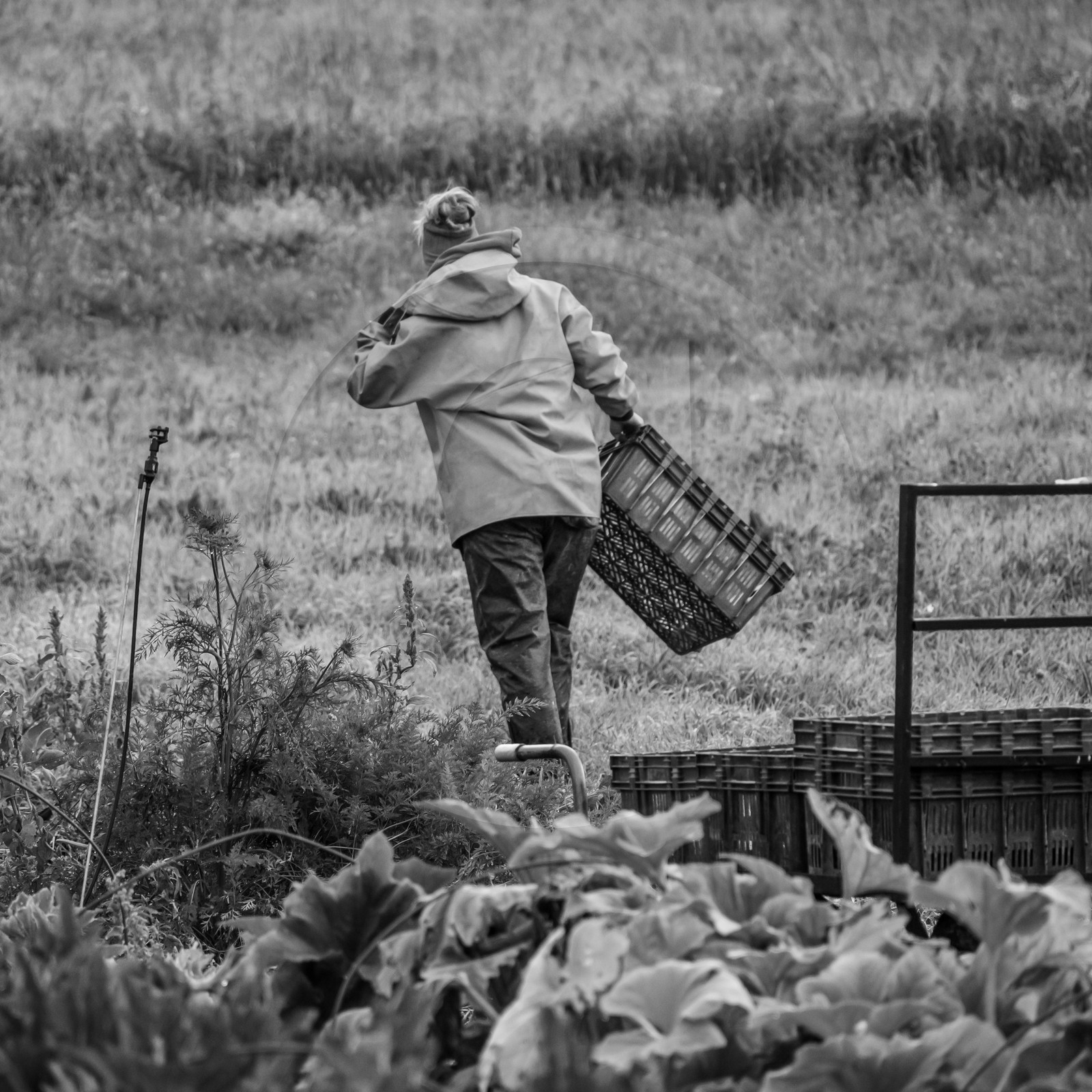 Maraichage biologique dans le Champsaur
