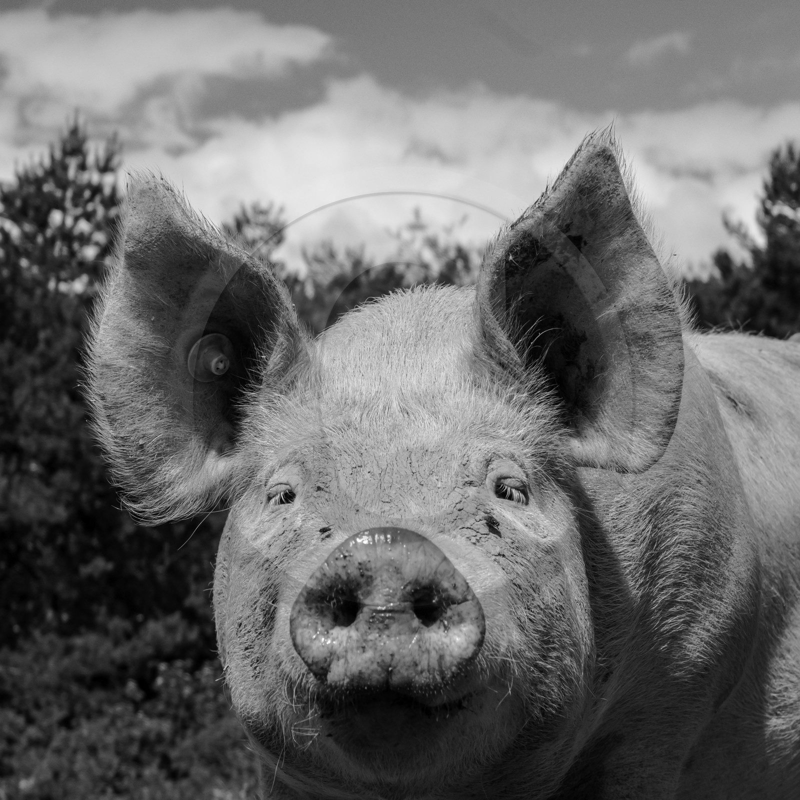Elevage biologique de cochons en plein air Elevage biologique de cochons en plein air