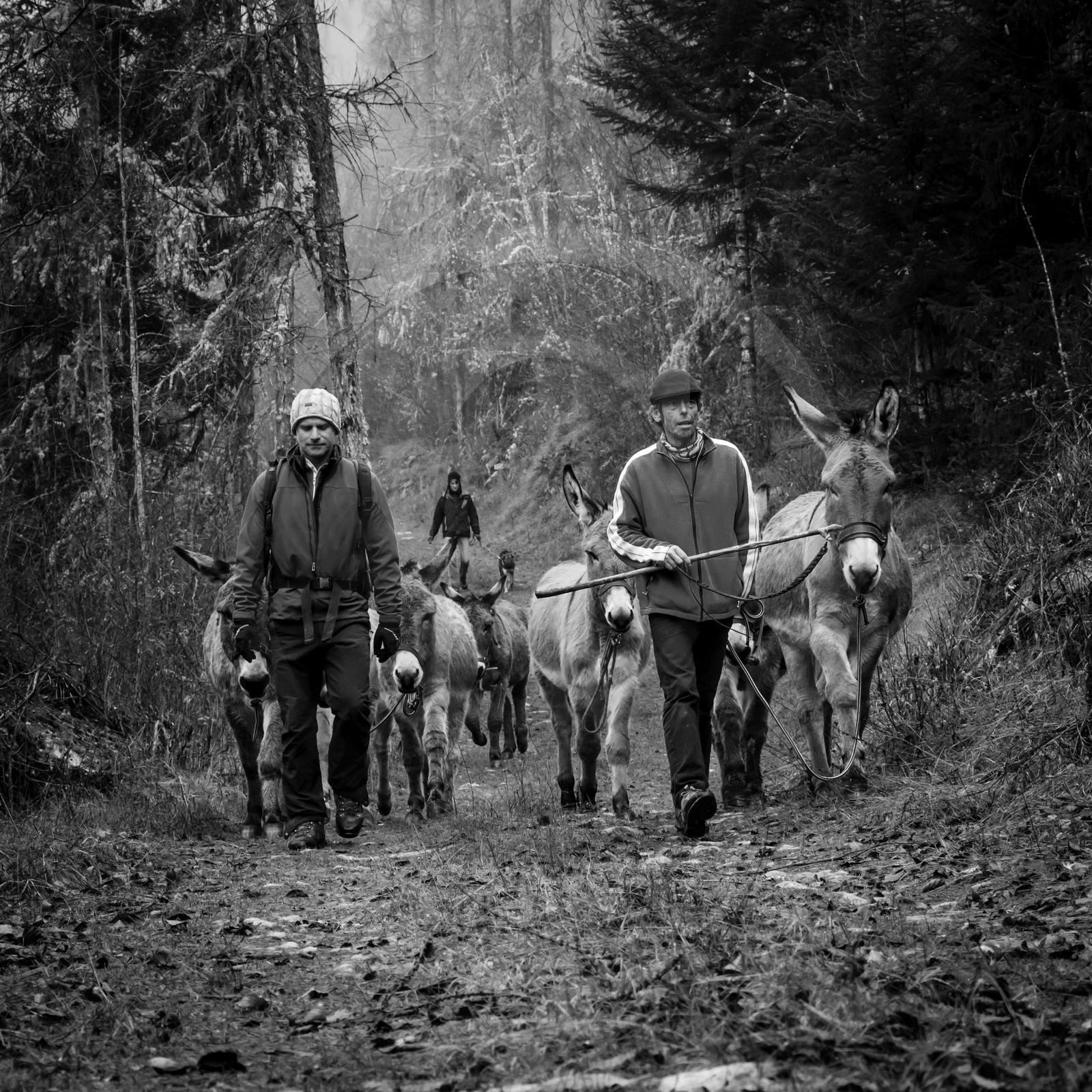 La transhumance des ânes