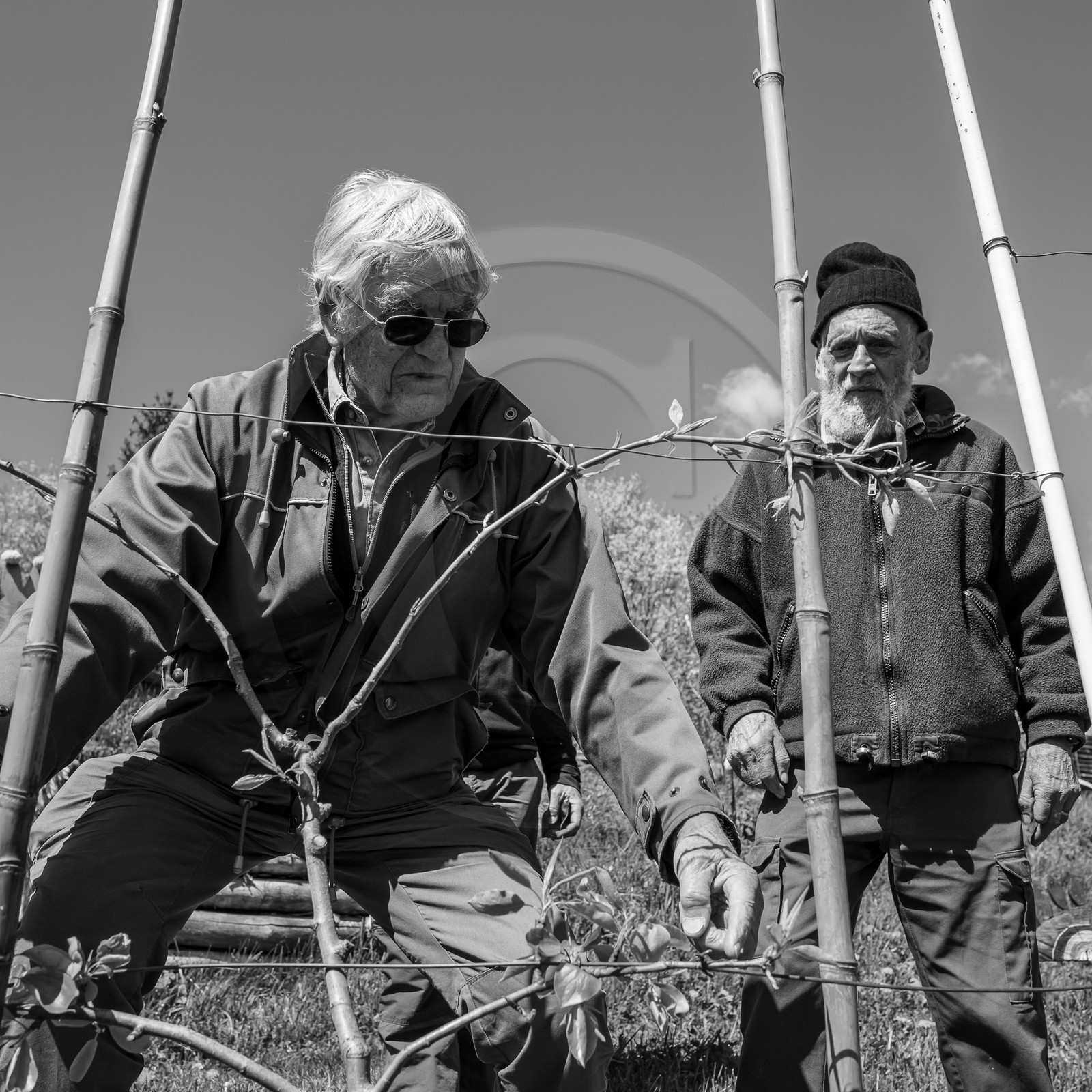10 avril 2024 : Osier, laine et taille 10 avril 2024 : Osier, laine et taille
