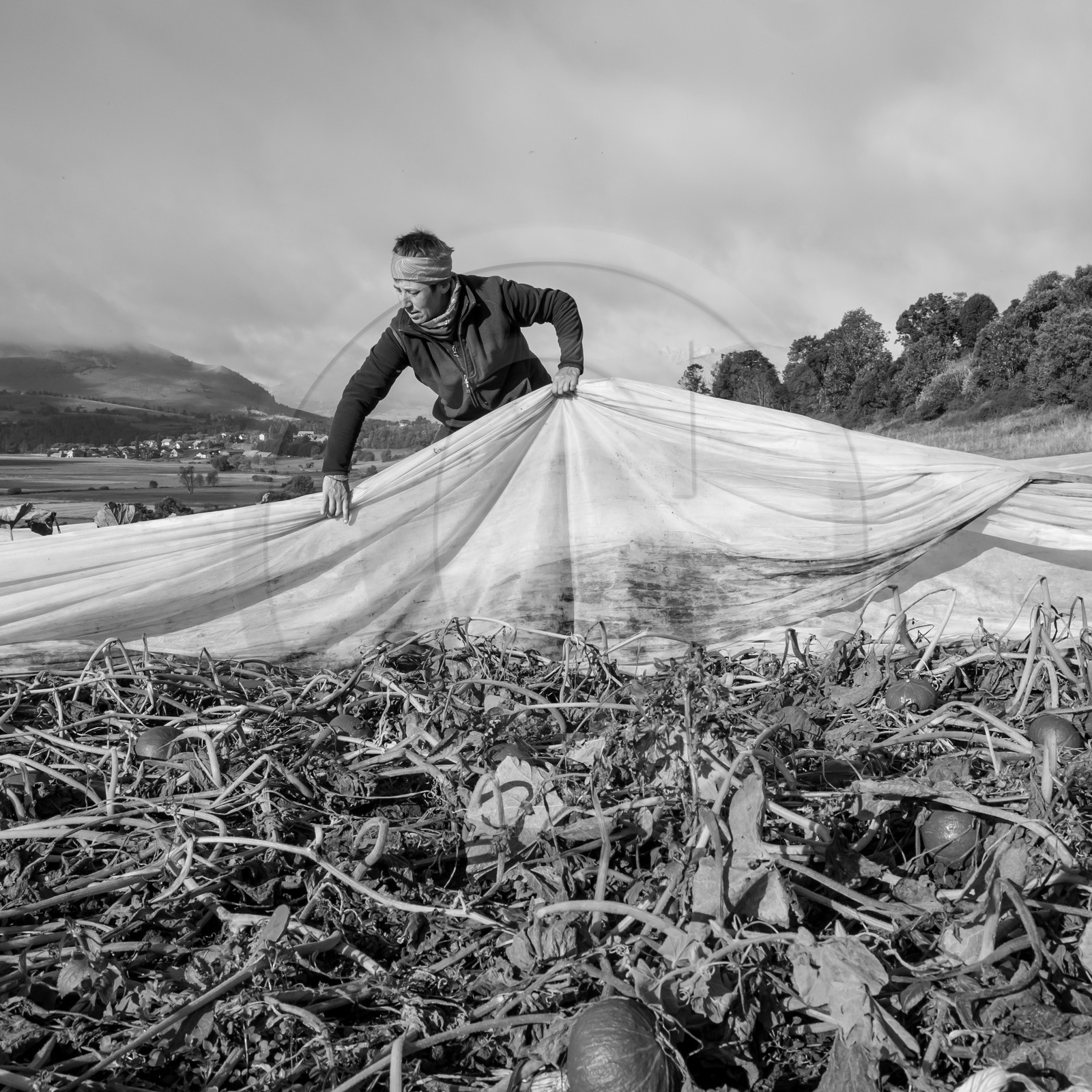 La récolte des courges