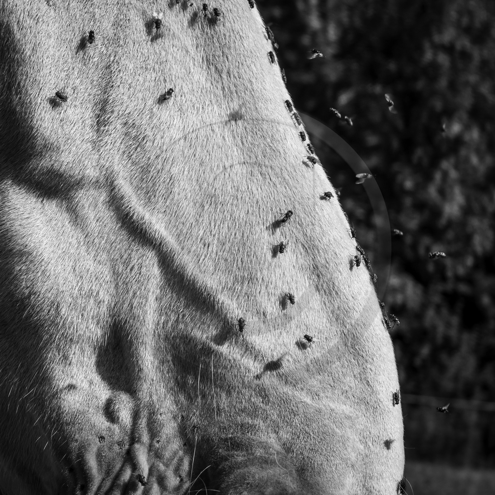 Chevaux de trait
