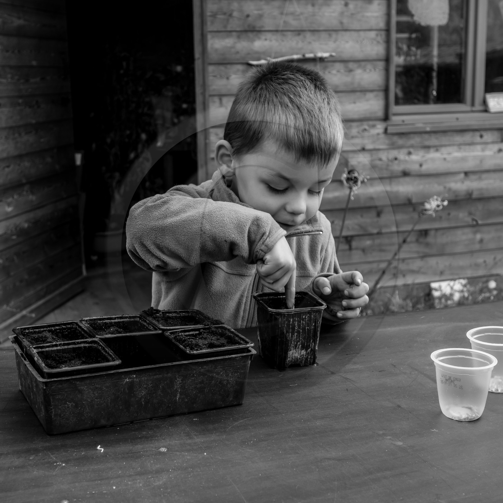 Semis, tournesols et jeux Semis, tournesols et jeux