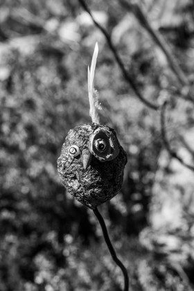 16 juillet 2025 : Les Triplettes