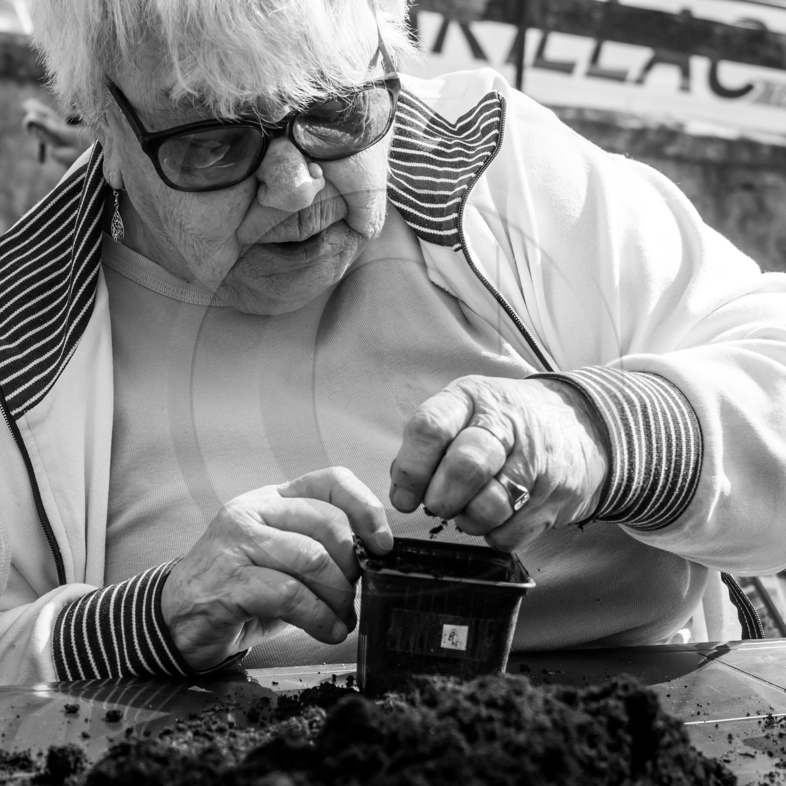 Semis des courges Semis des courges