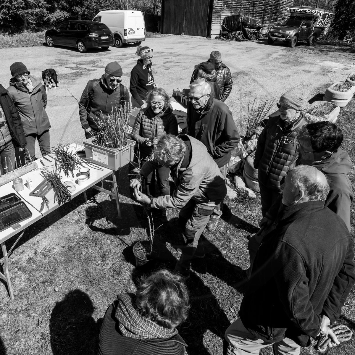 10 avril 2022 : Initiation à la greffe d'arbres fruitiers